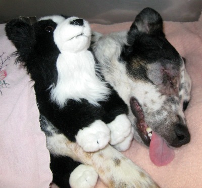 Hank In Recovery Room